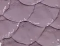 Patent Snake Faux Leather - Medium Pattern - Thistle
