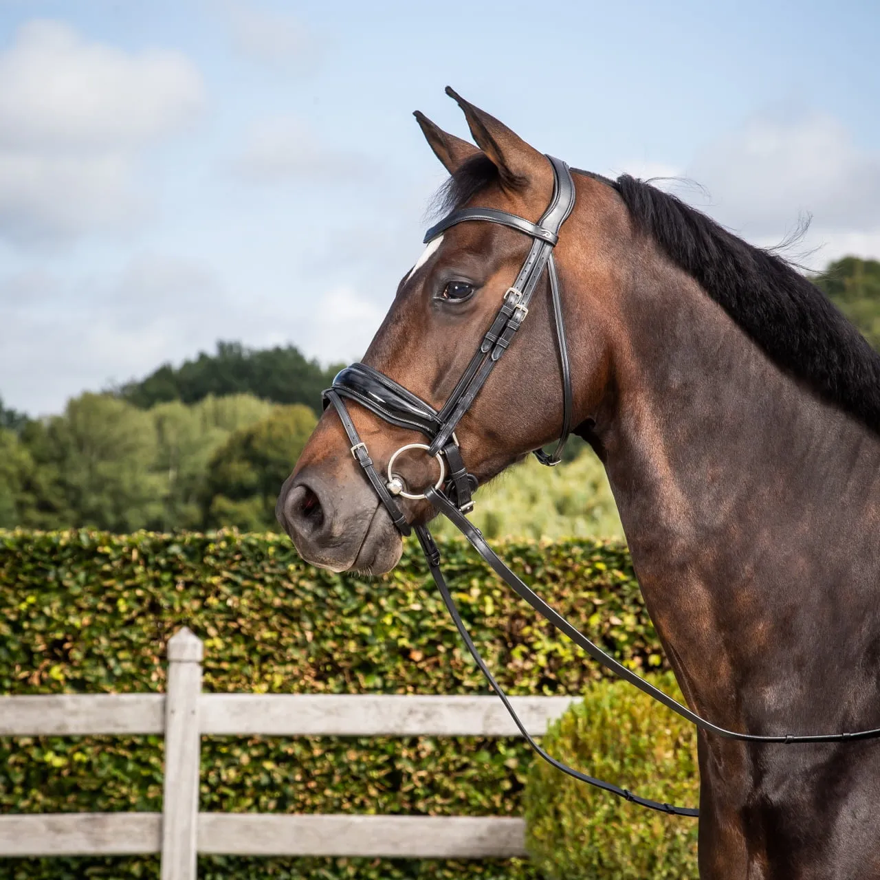 Working Patent Large Crank Noseband Bridle with Flash - Black (Cob)